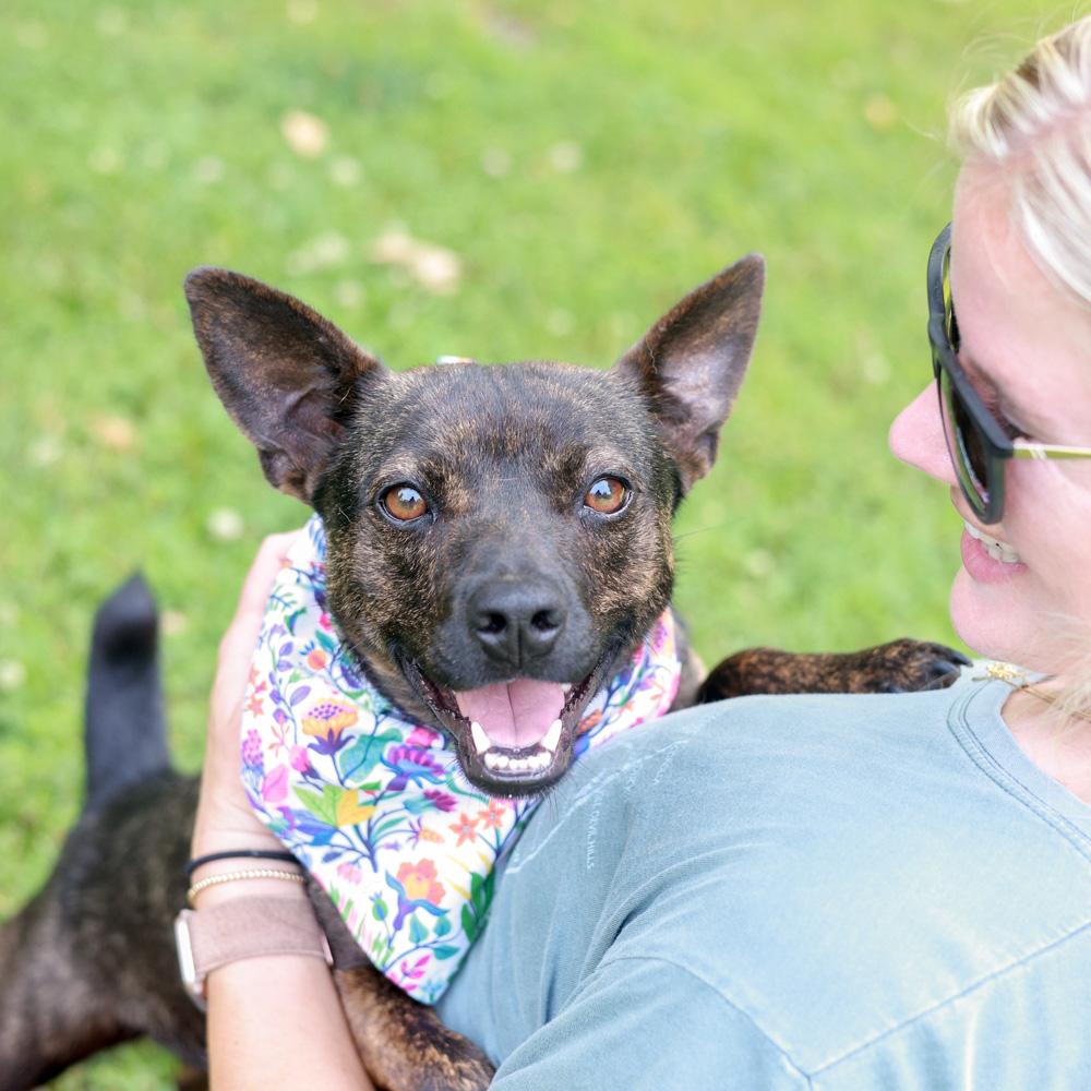 Mindy (Female), a Adoptable mixed breed in West Grove, PA image 5/6