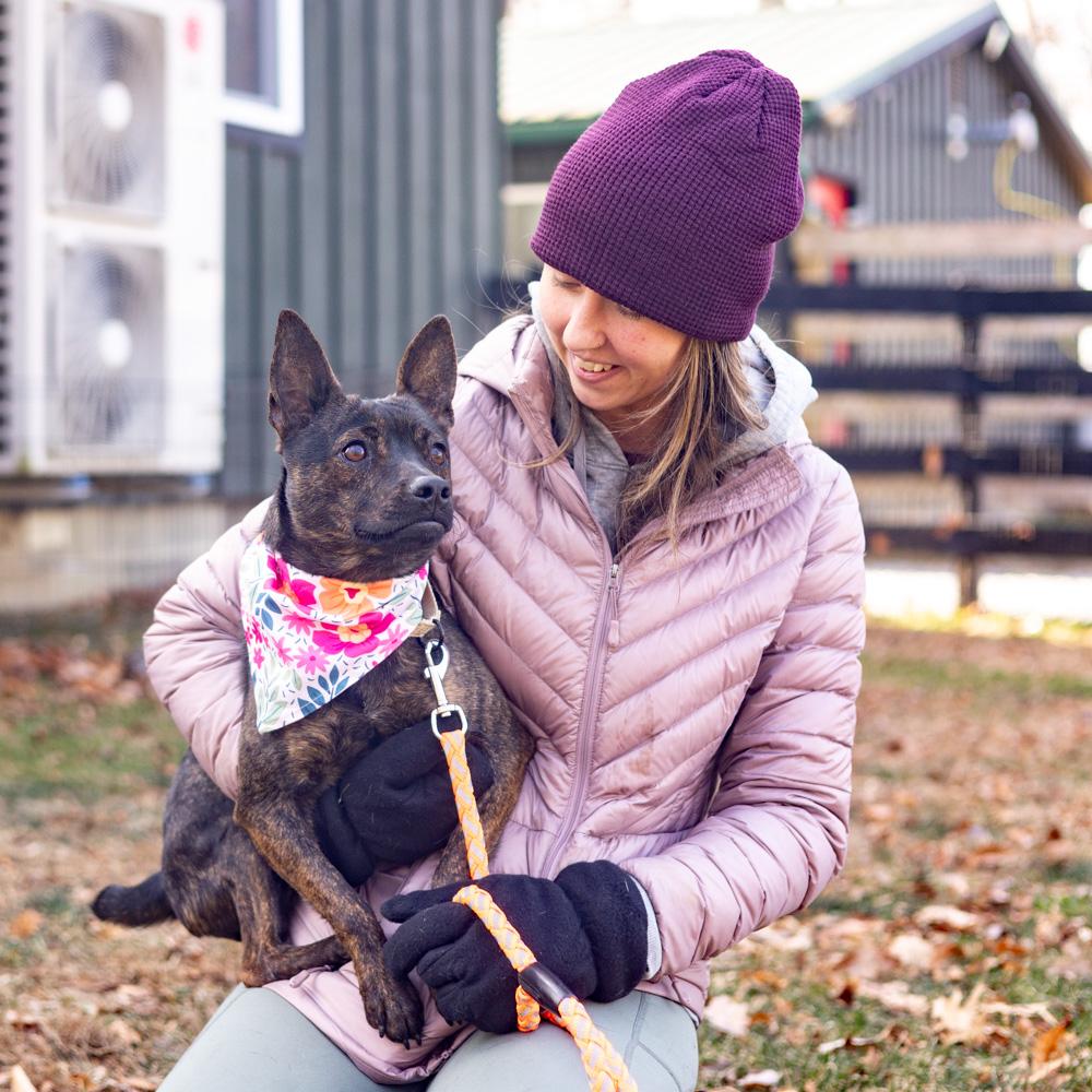 Enlarge Tilly  (Female), a Adoptable mixed breed in West Grove, PA image 4/6