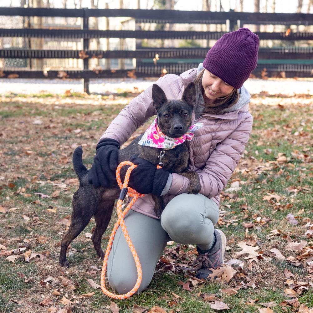 Enlarge Tilly  (Female), a Adoptable mixed breed in West Grove, PA image 5/6