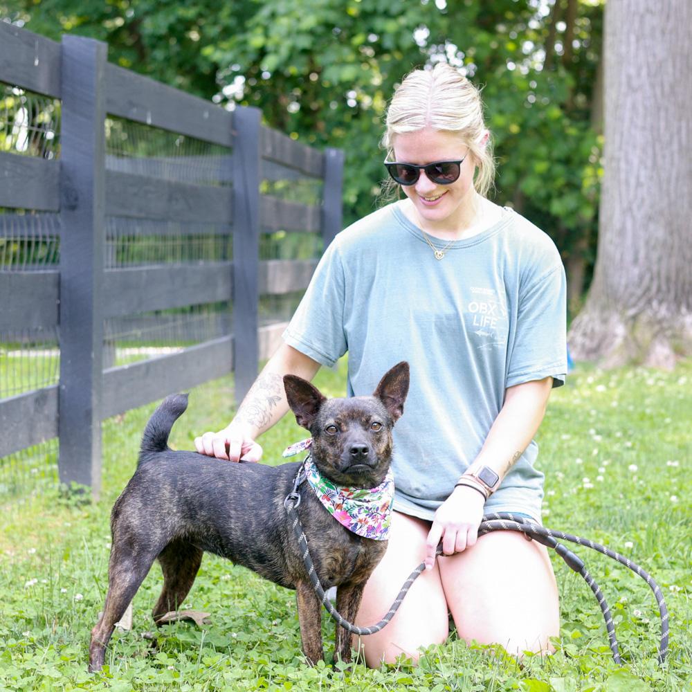 Mindy (Female), a Adoptable mixed breed in West Grove, PA image 3/6
