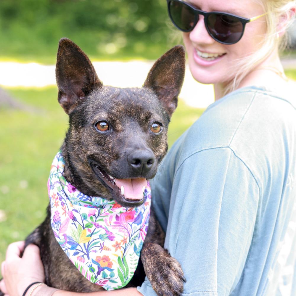 Mindy (Female), Adoptable, Young Female Feist.