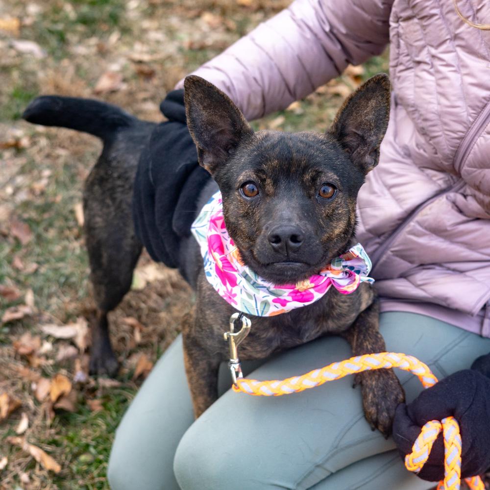 Enlarge Tilly  (Female), a Adoptable mixed breed in West Grove, PA image 6/6