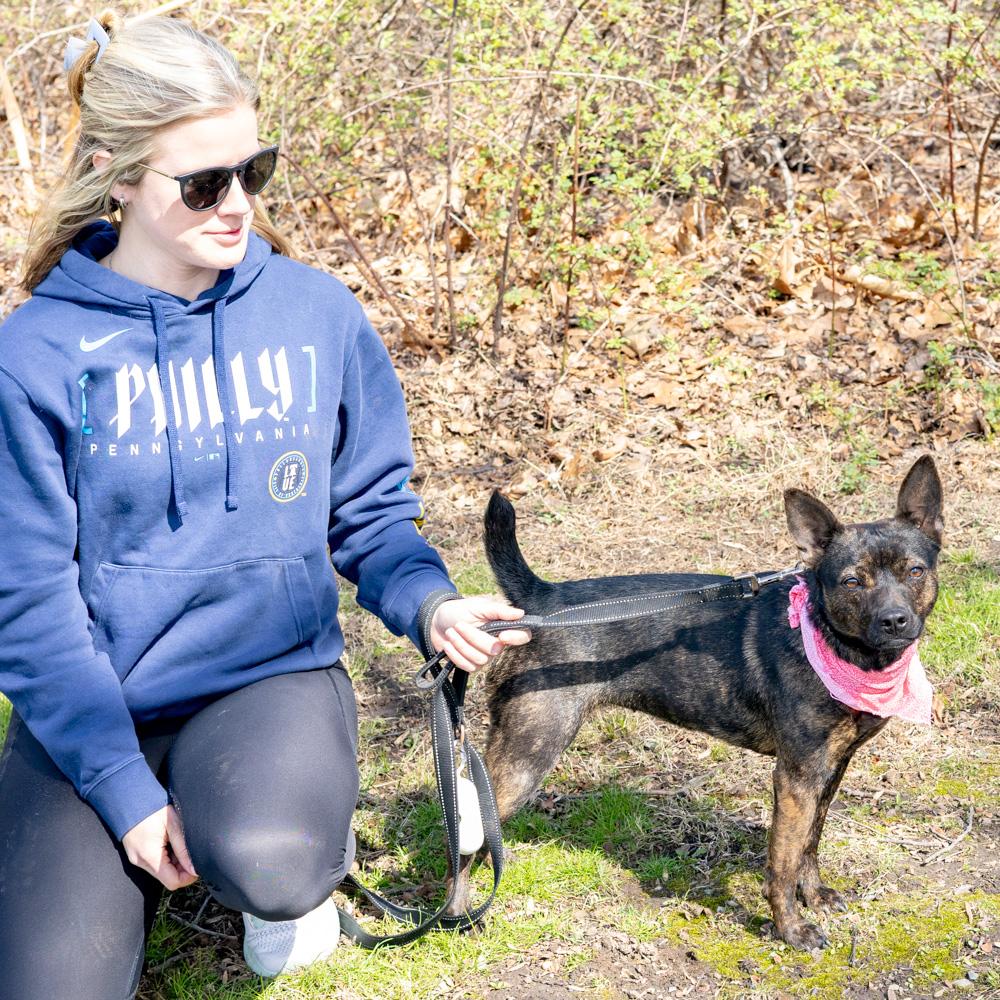 Enlarge Bindi  (Female), a Adoptable mixed breed in West Grove, PA image 2/6