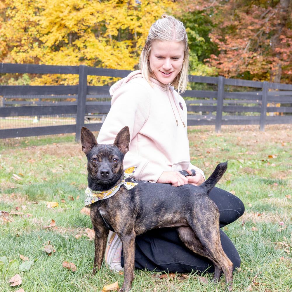 Enlarge Tilly  (Female), a Adoptable mixed breed in West Grove, PA image 4/6