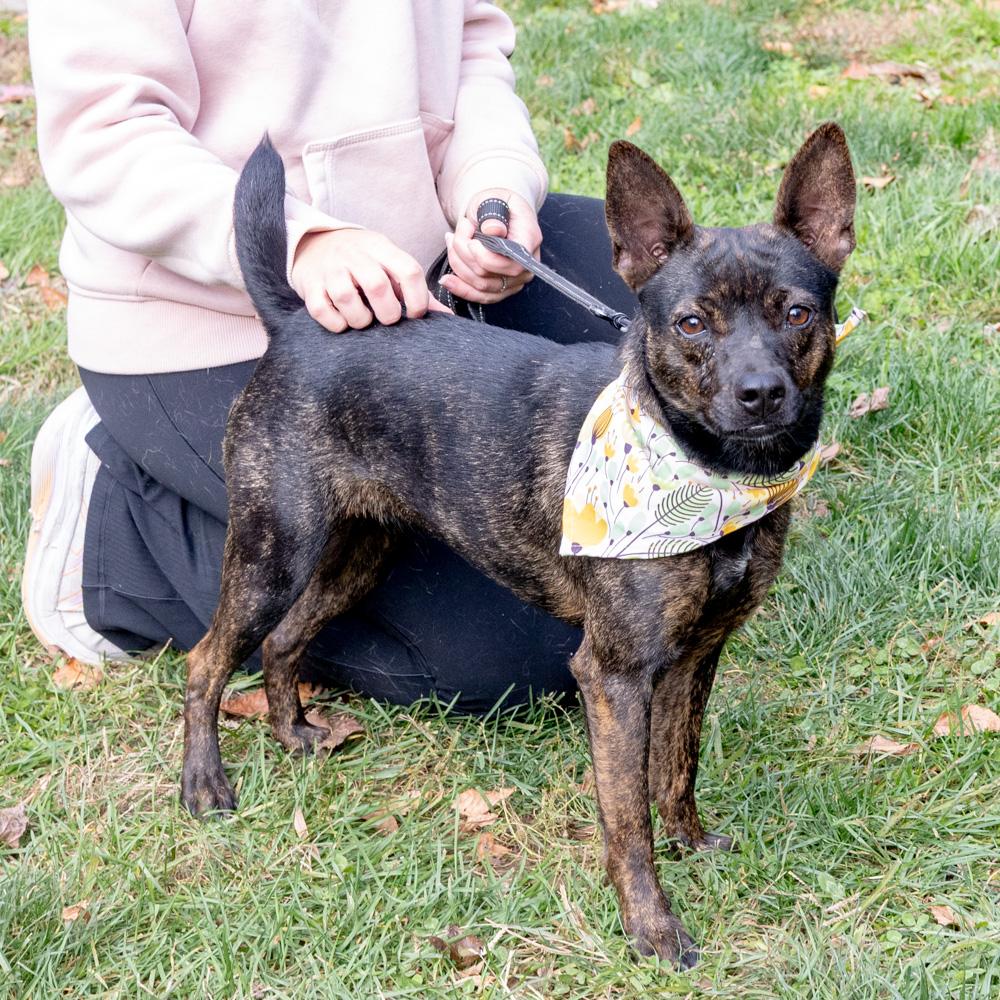 Tilly (Female), Adoptable, Young Female French Bulldog & Feist.