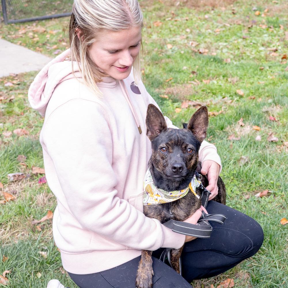 Enlarge Tilly  (Female), a Adoptable mixed breed in West Grove, PA image 5/6