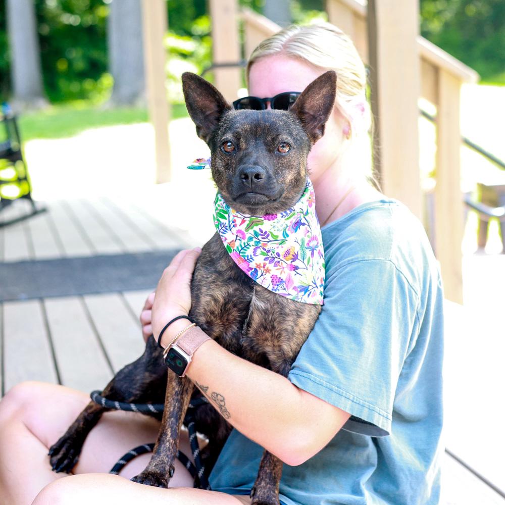 Mindy (Female), a Adoptable mixed breed in West Grove, PA image 6/6