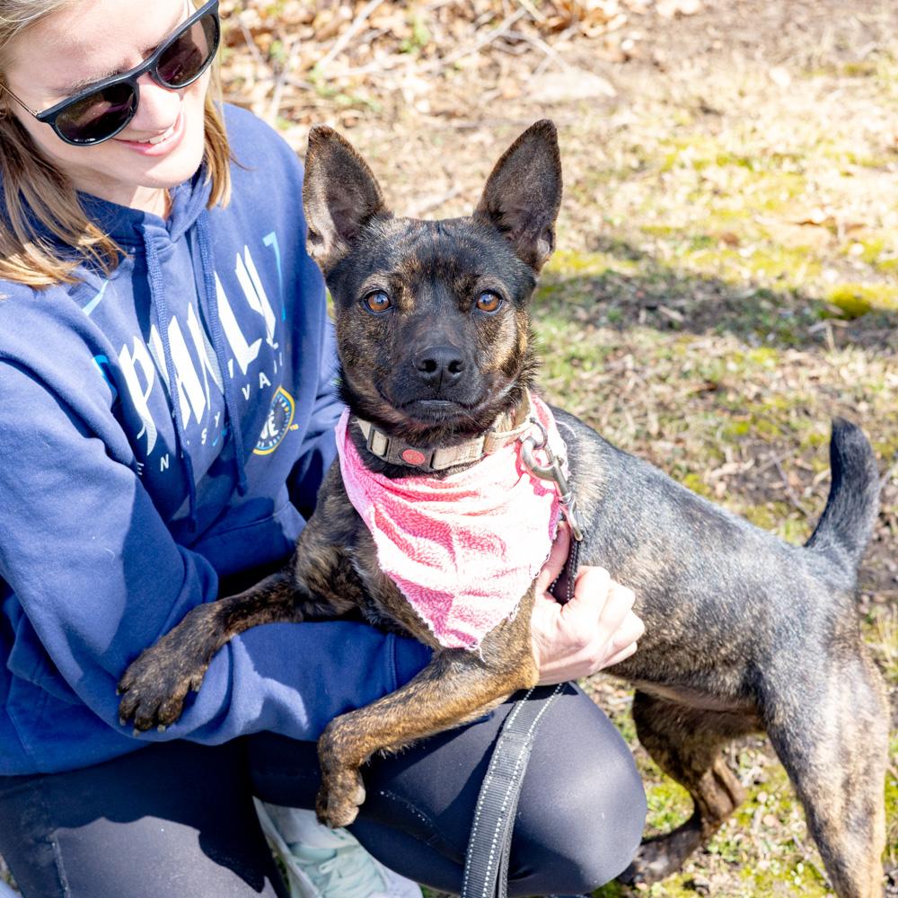 Bindi  (Female), Adoptable, Young Female Feist.