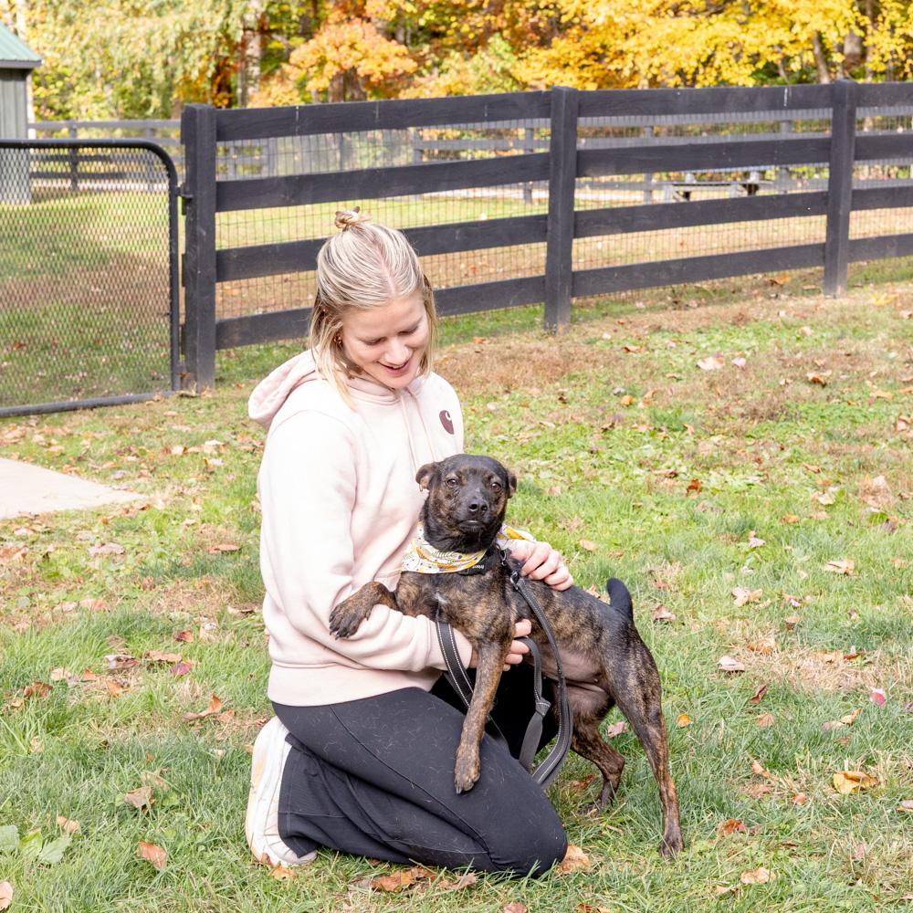 Enlarge Tilly  (Female), a Adoptable mixed breed in West Grove, PA image 6/6