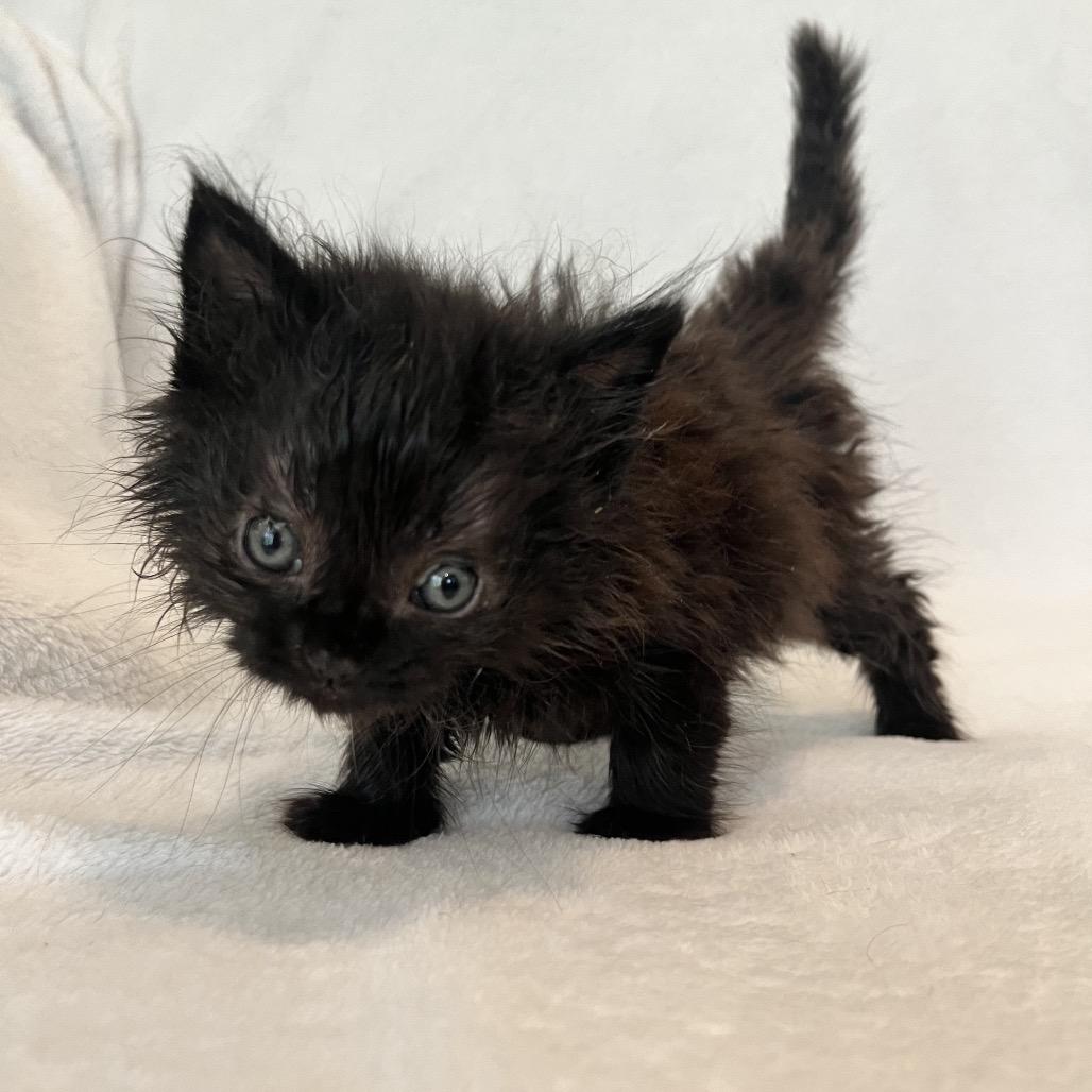 Enlarge Oliver, a Adoptable Domestic Long Hair in Waxhaw, NC image 1/1