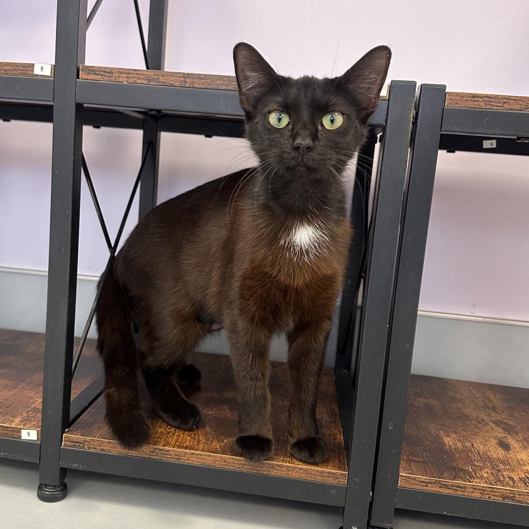 Cabzie, Adoptable, Young Female Domestic Short Hair.