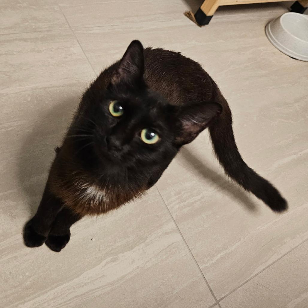 Enlarge Cabzie, a Adoptable Domestic Short Hair in Boston, MA image 2/2