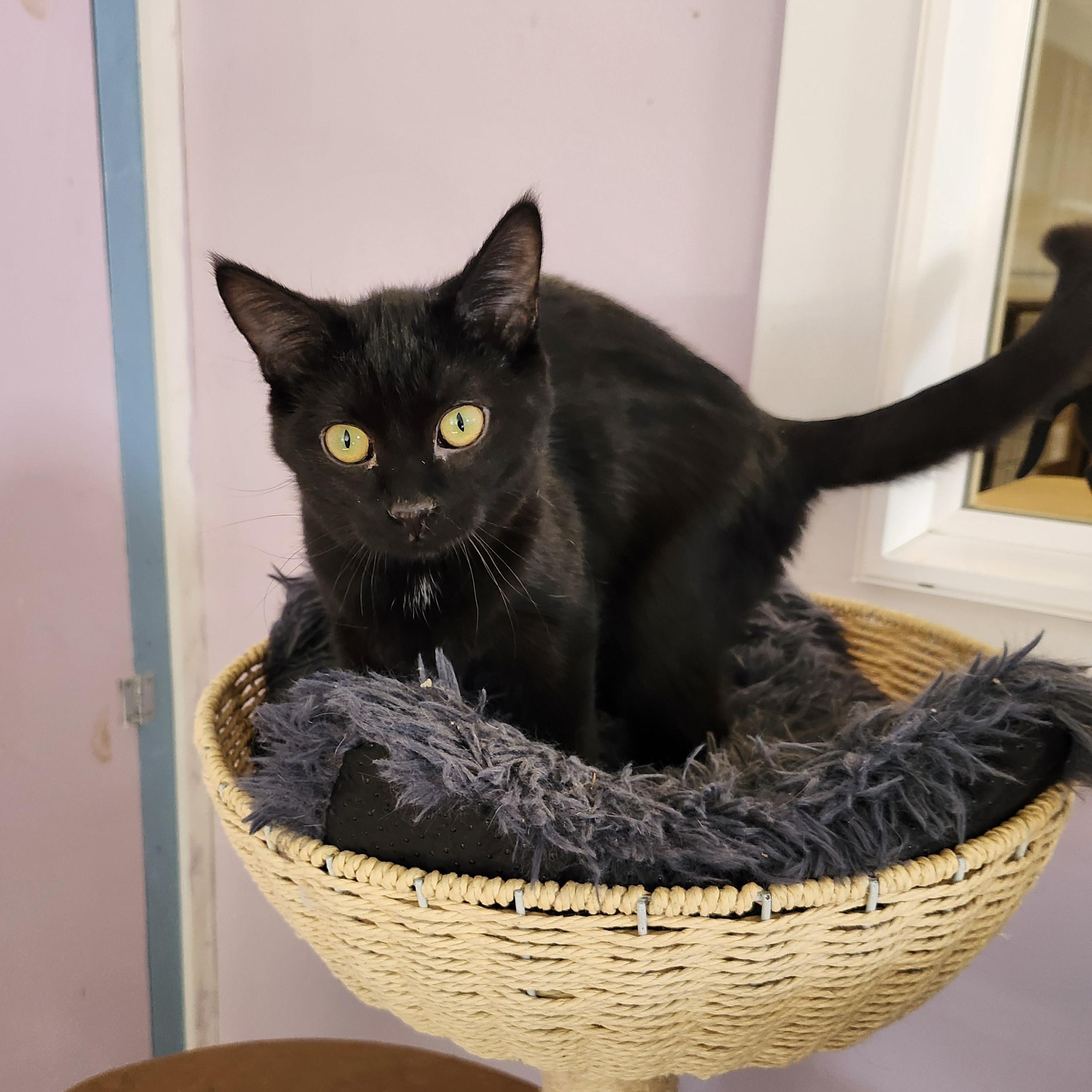 Enlarge Sunnie, a Adoptable mixed breed in Wild Rose, WI image 1/6