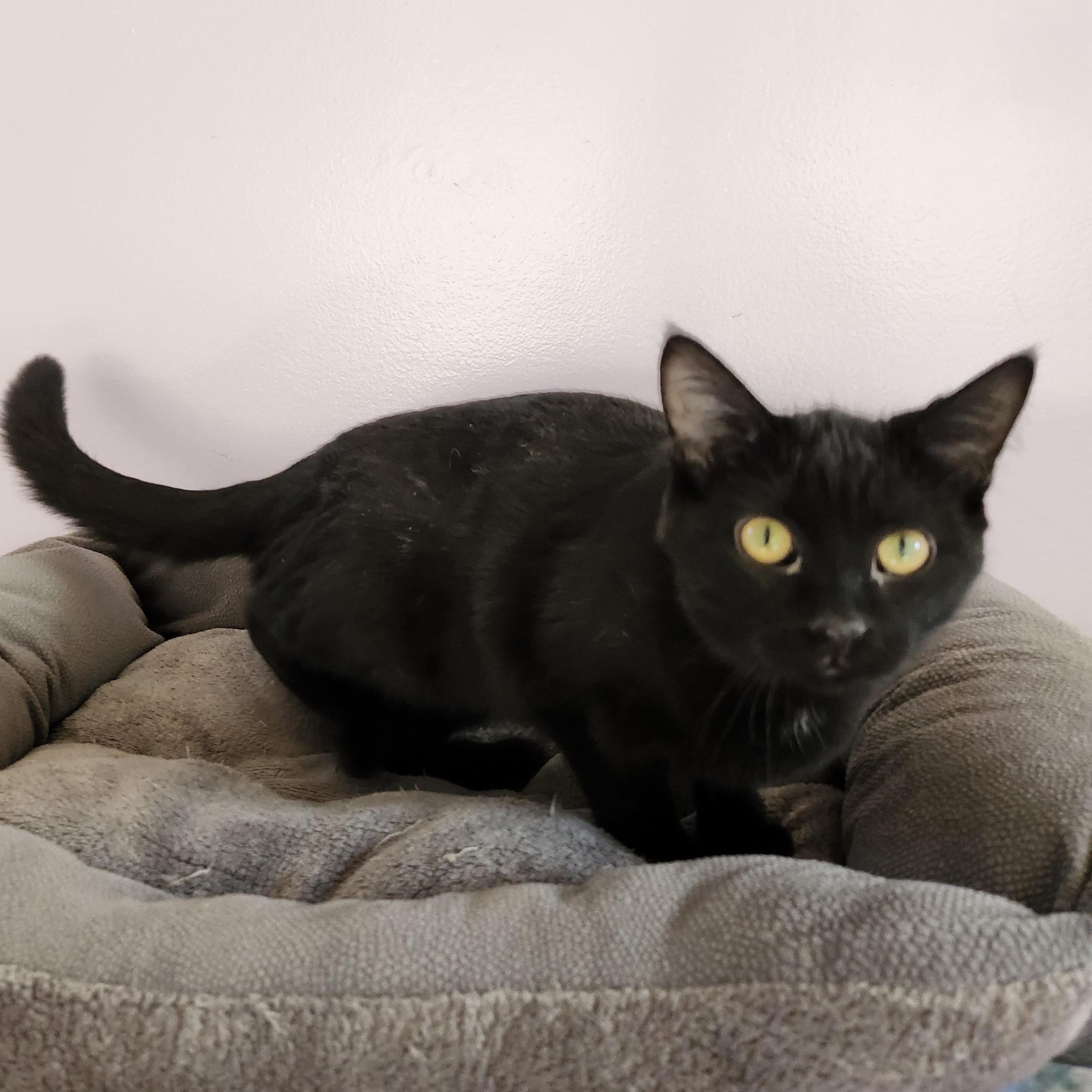 Enlarge Sunnie, a Adoptable mixed breed in Wild Rose, WI image 2/6