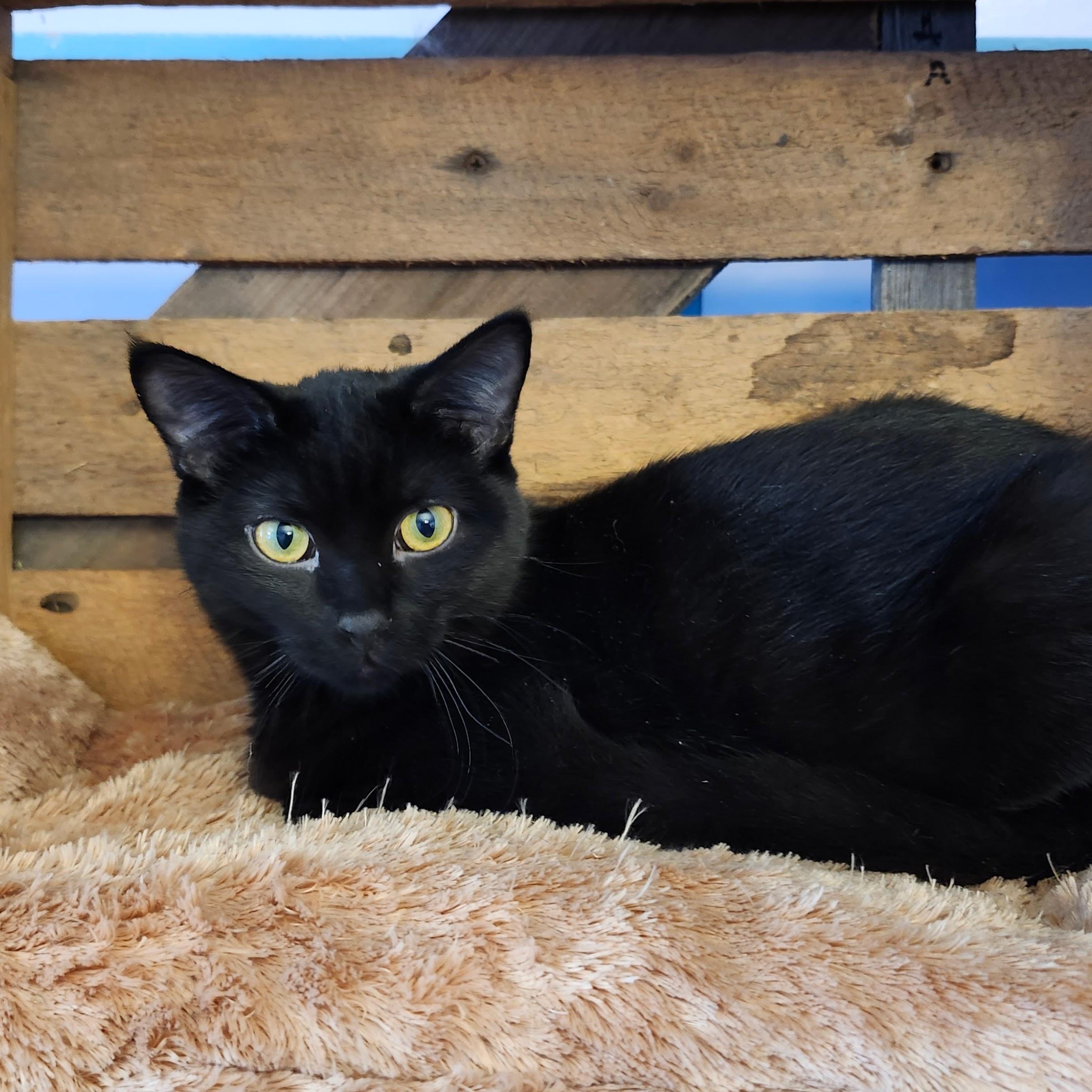 Sunnie, Adoptable, Kitten Female Domestic Short Hair.