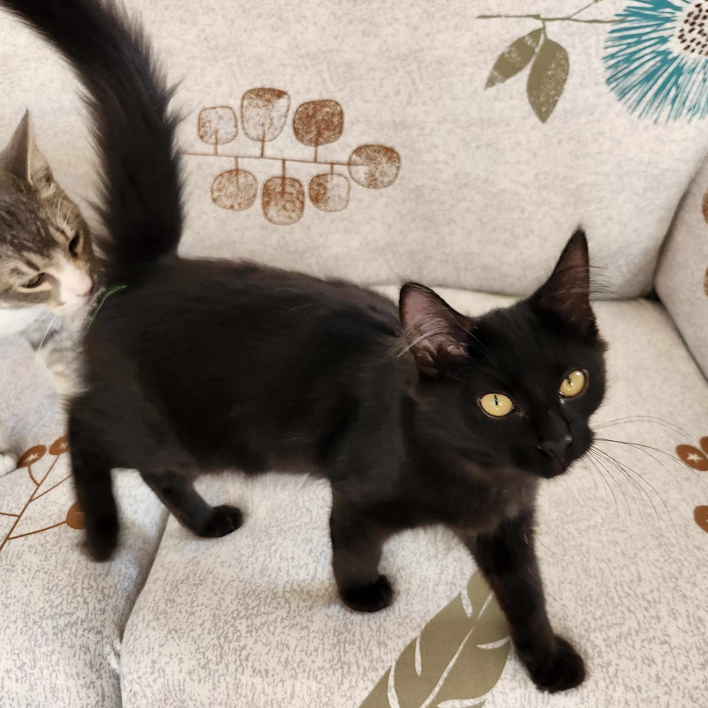 Enlarge Sunnie, a Adoptable mixed breed in Wild Rose, WI image 4/6