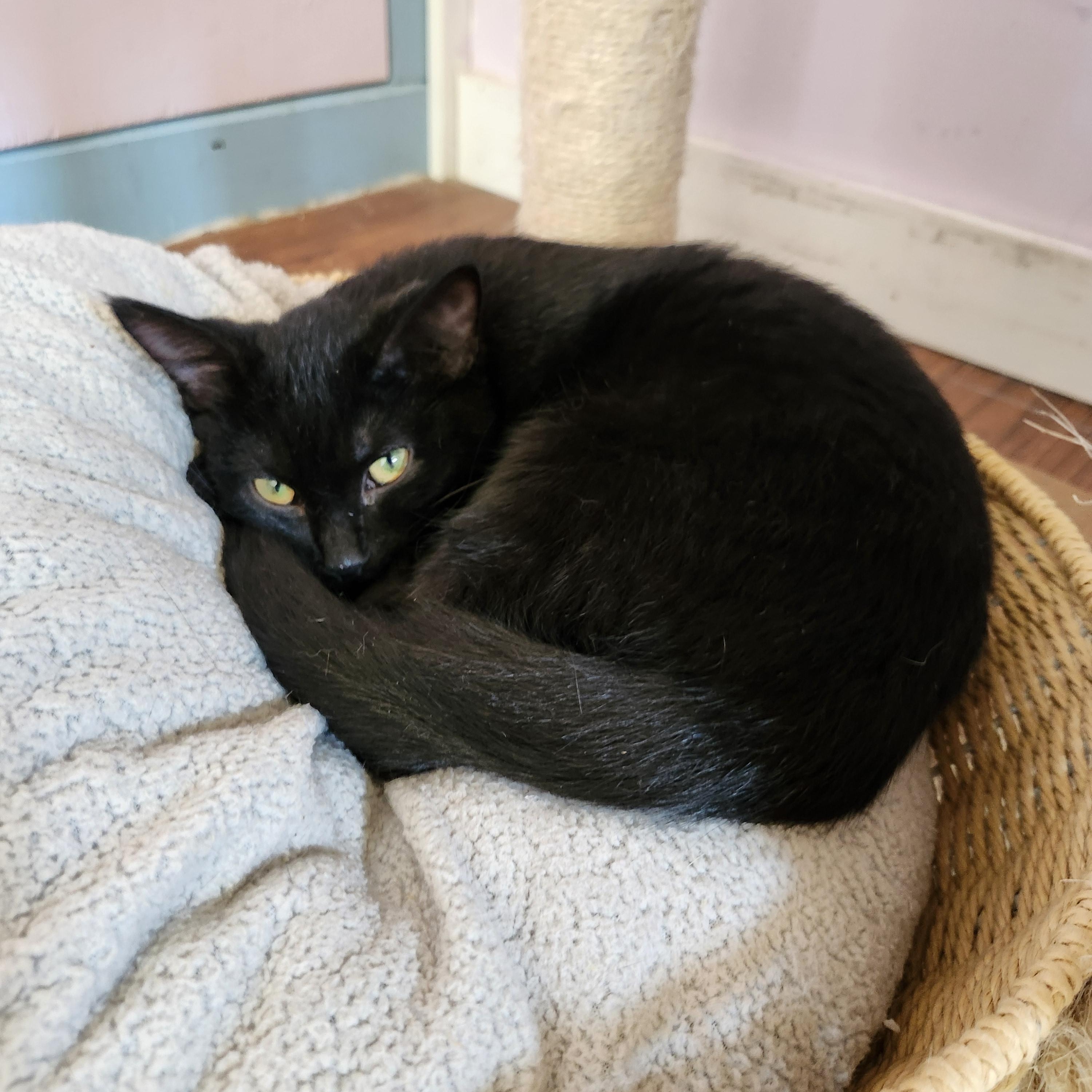 Enlarge Sunnie, a Adoptable mixed breed in Wild Rose, WI image 5/6