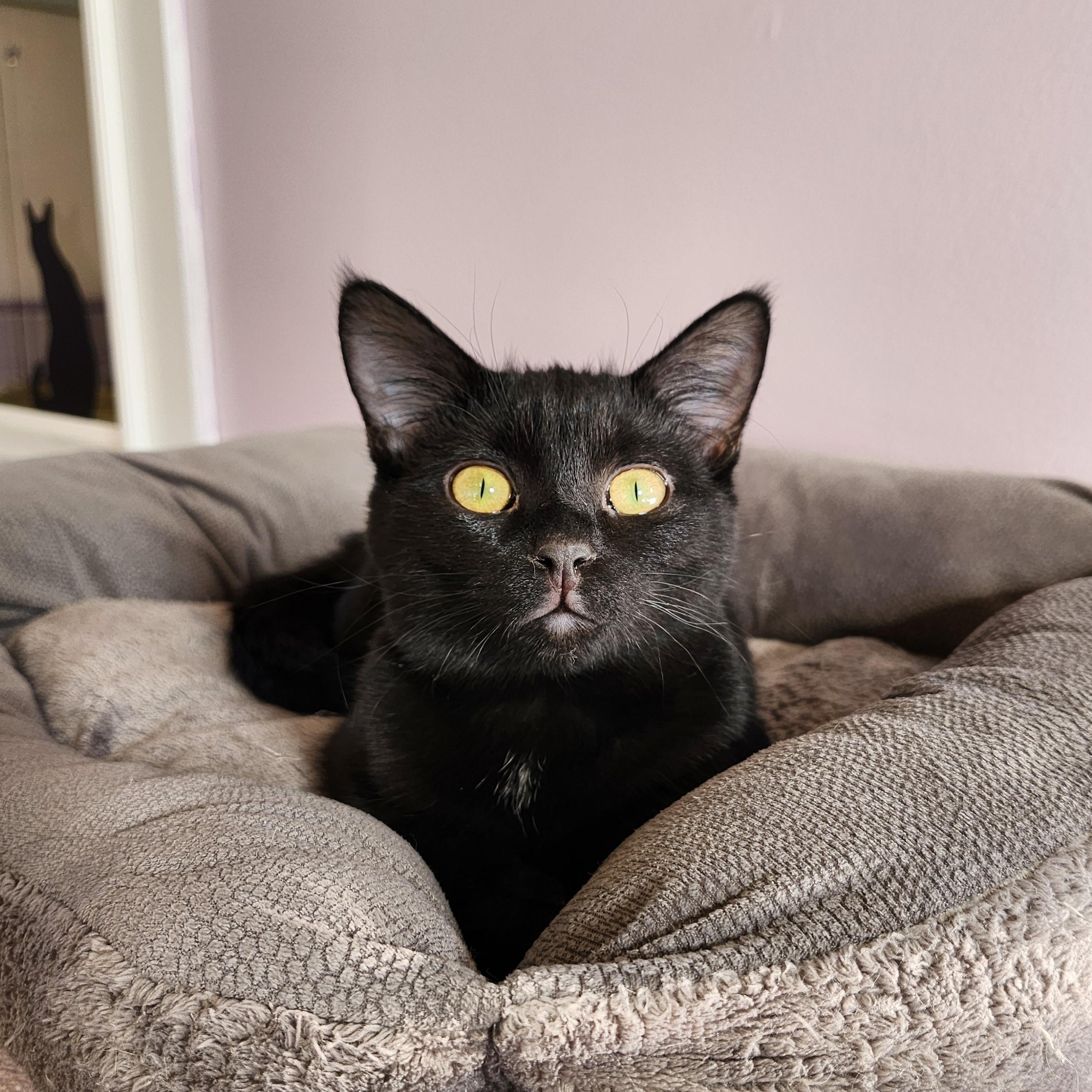 Enlarge Sunnie, a Adoptable mixed breed in Wild Rose, WI image 6/6