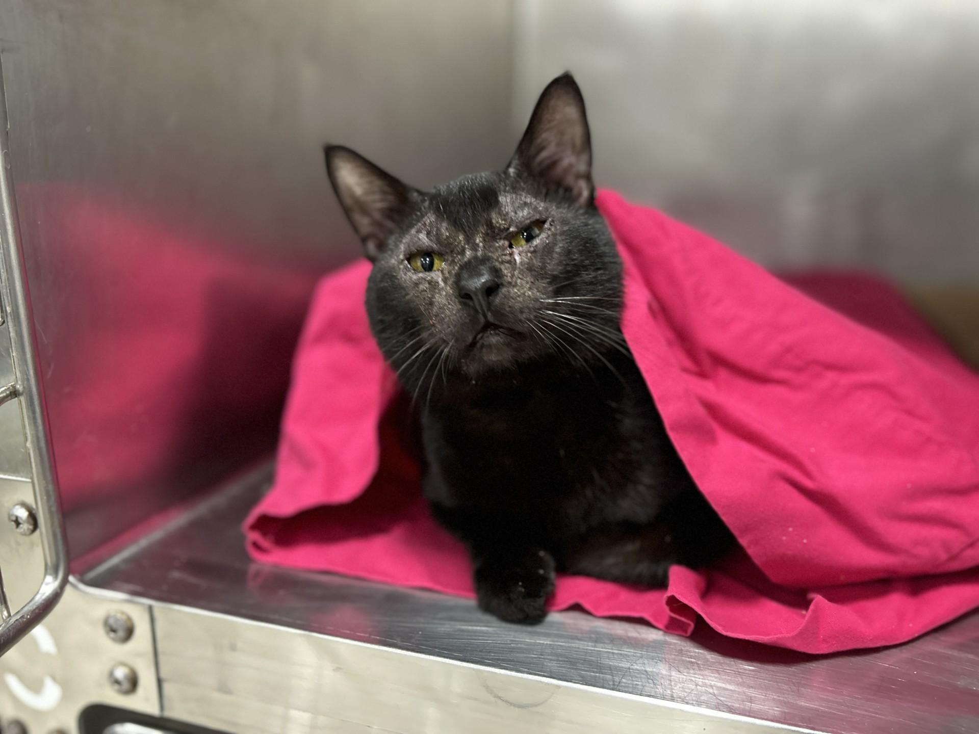 Ace, Young Male Domestic Short Hair