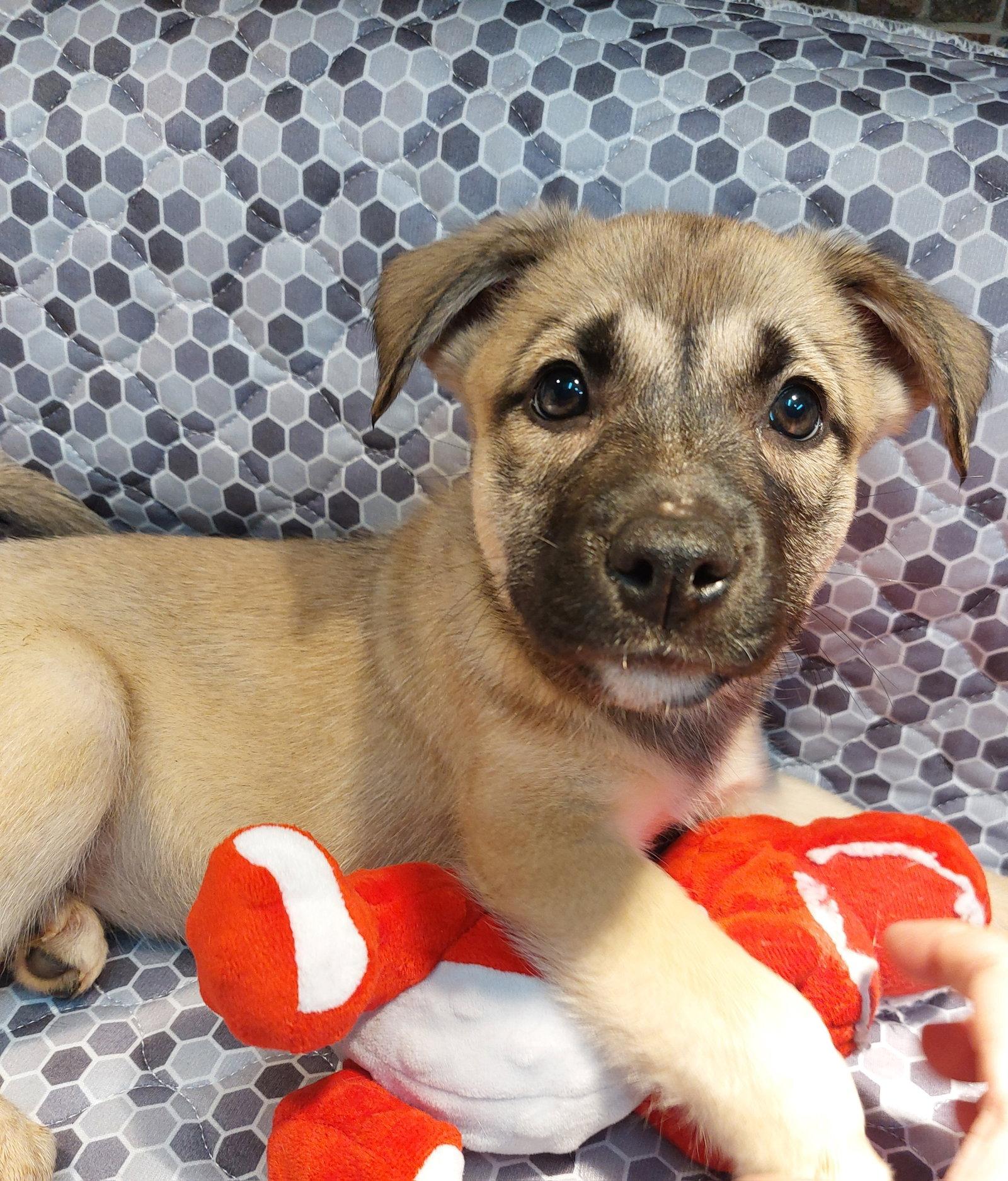 Enlarge Nicole, a Adopted mixed breed in Sanford, FL image 1/1