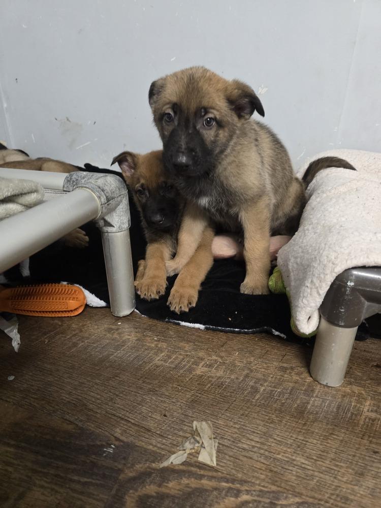 Sarge, Adoptable, Puppy Male Dutch Shepherd & Belgian Shepherd / Malinois.