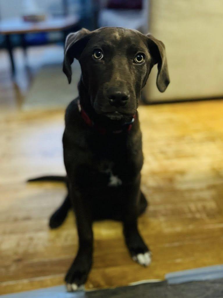 Enlarge Cheddar, an adopted mixed breed in Edmonton, AB image 2/4