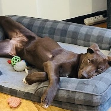 Enlarge Cheddar, an adopted mixed breed in Edmonton, AB image 4/4