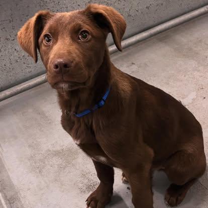 Cheddar, adopted, Puppy Female Chocolate Labrador Retriever.