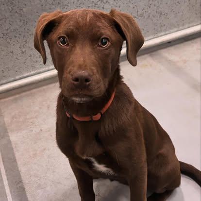 Enlarge Cheddar, an adopted mixed breed in Edmonton, AB image 3/4