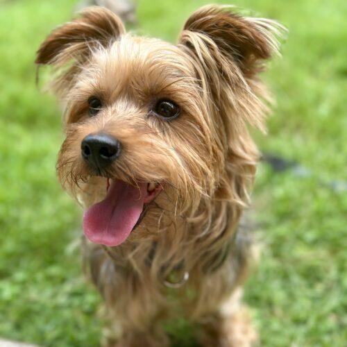 St. Thomas, Adoptable, Young Male Yorkshire Terrier.
