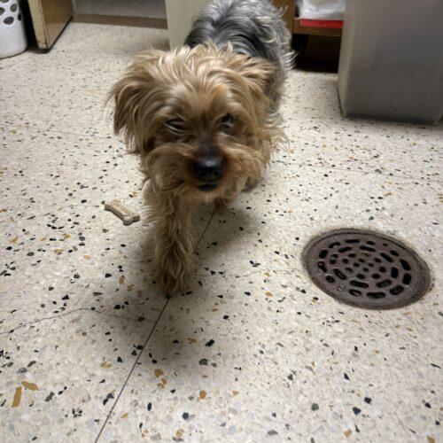 Enlarge St. Thomas, a Adoptable Yorkshire Terrier in Broken Arrow, OK image 1/2