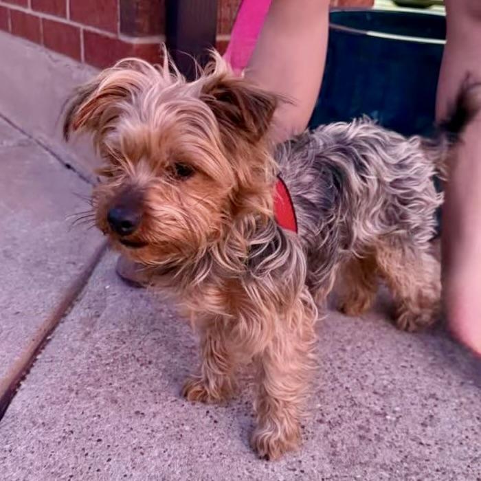 Enlarge St. Thomas, a Adoptable Yorkshire Terrier in Broken Arrow, OK image 2/2