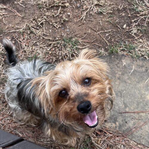 Enlarge St. Thomas, a Adoptable Yorkshire Terrier in Broken Arrow, OK image 2/3
