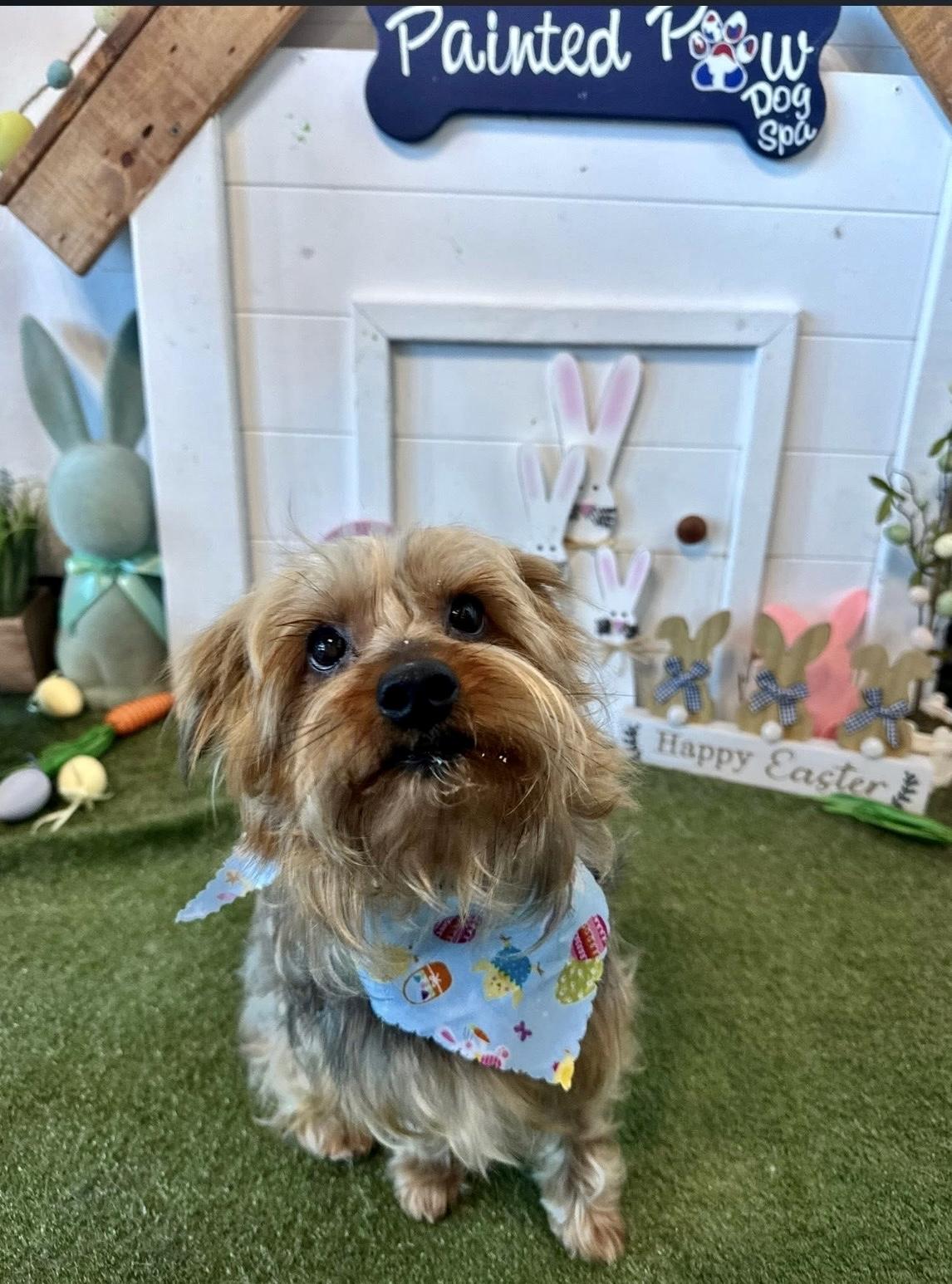Enlarge St. Thomas, a Adoptable Yorkshire Terrier in Broken Arrow, OK image 3/3