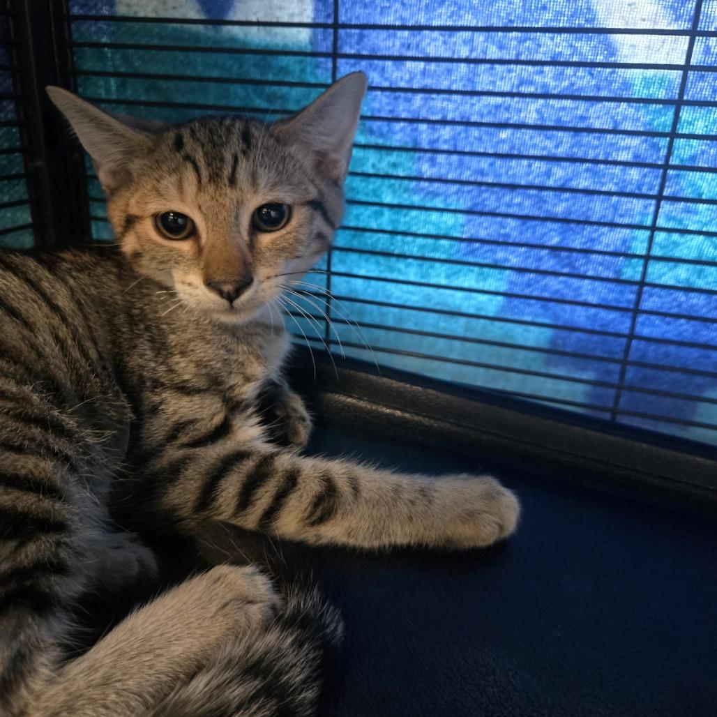 Misty, Adoptable, Kitten Female Domestic Short Hair.