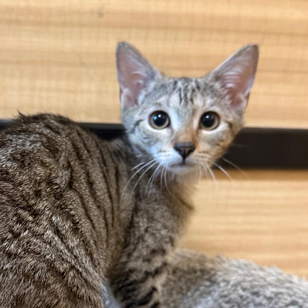 Enlarge Misty, a Adoptable Domestic Short Hair in Desert Hot Springs, CA image 2/2