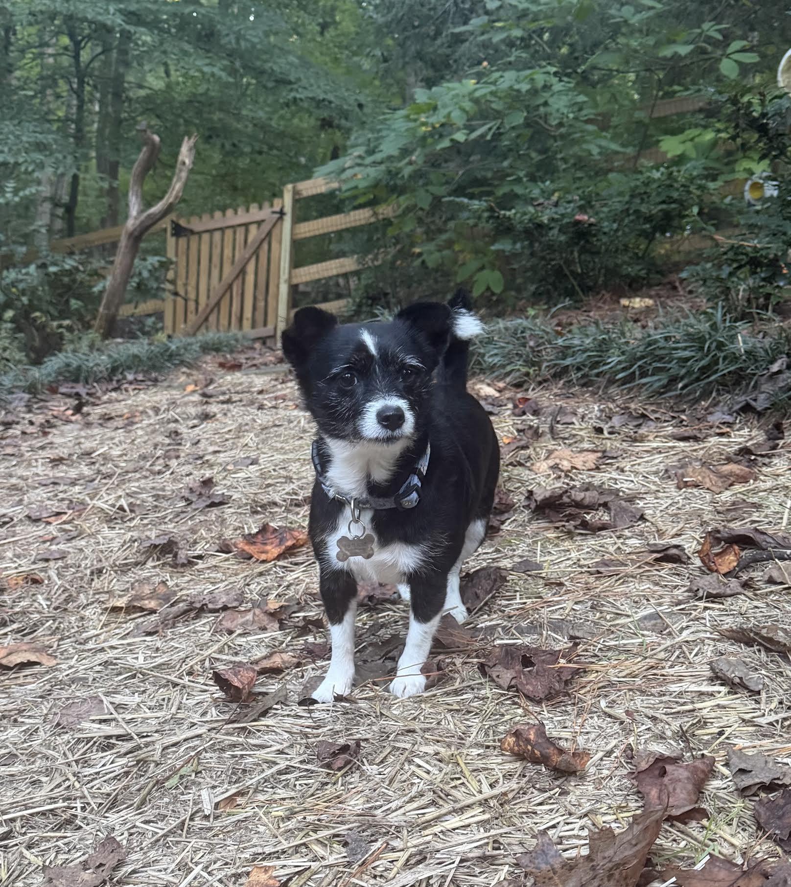 Enlarge Millicent, a Adoptable mixed breed in Cumming, GA image 6/6