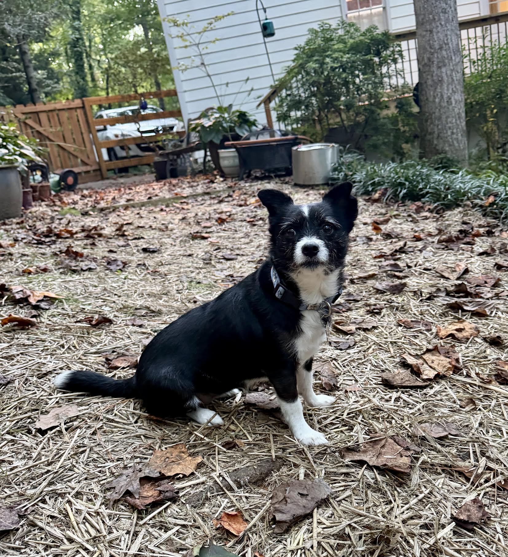 Enlarge Millicent, a Adoptable mixed breed in Cumming, GA image 2/6