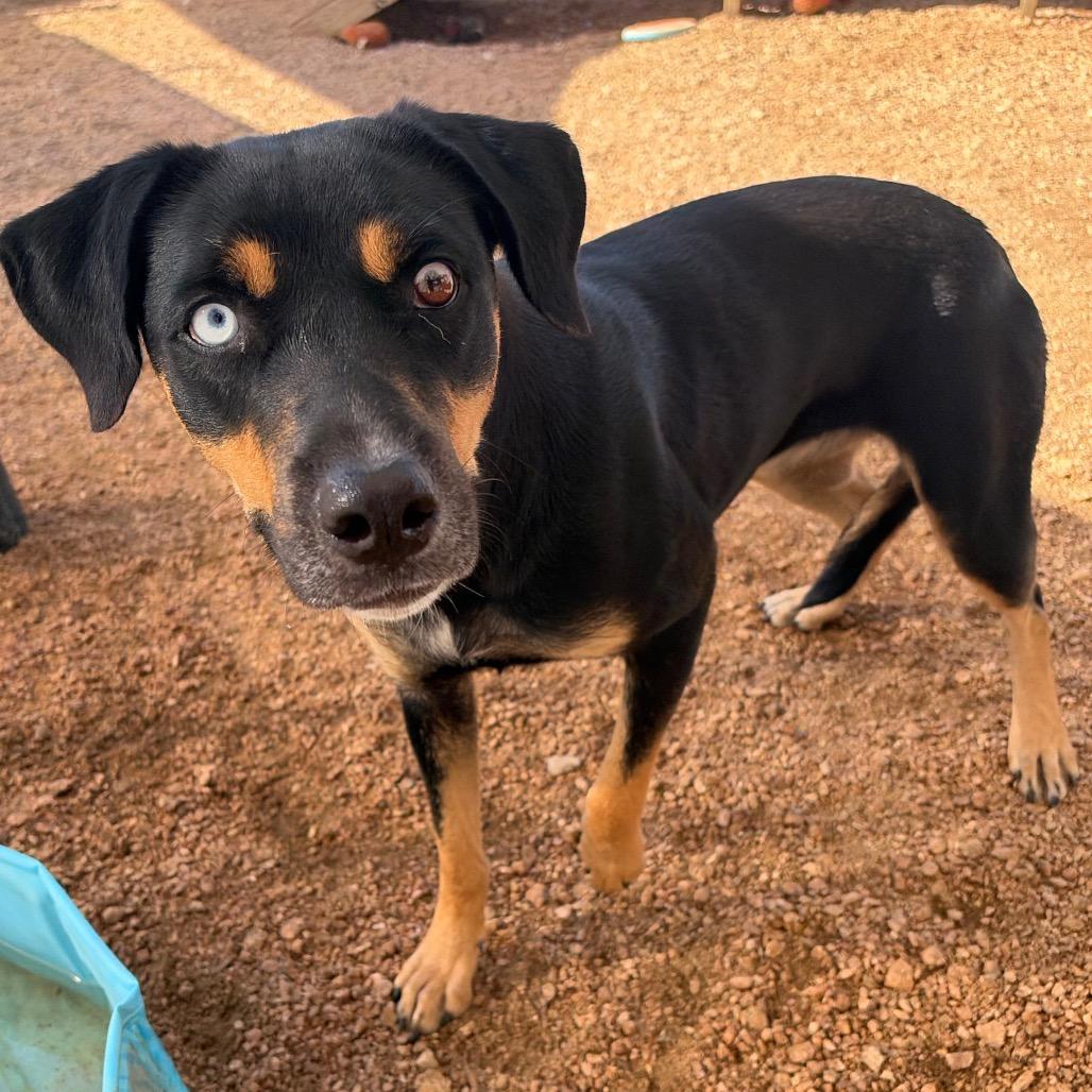 Ivy KCAC #715.26, Adoptable, Adult Female Mixed Breed.