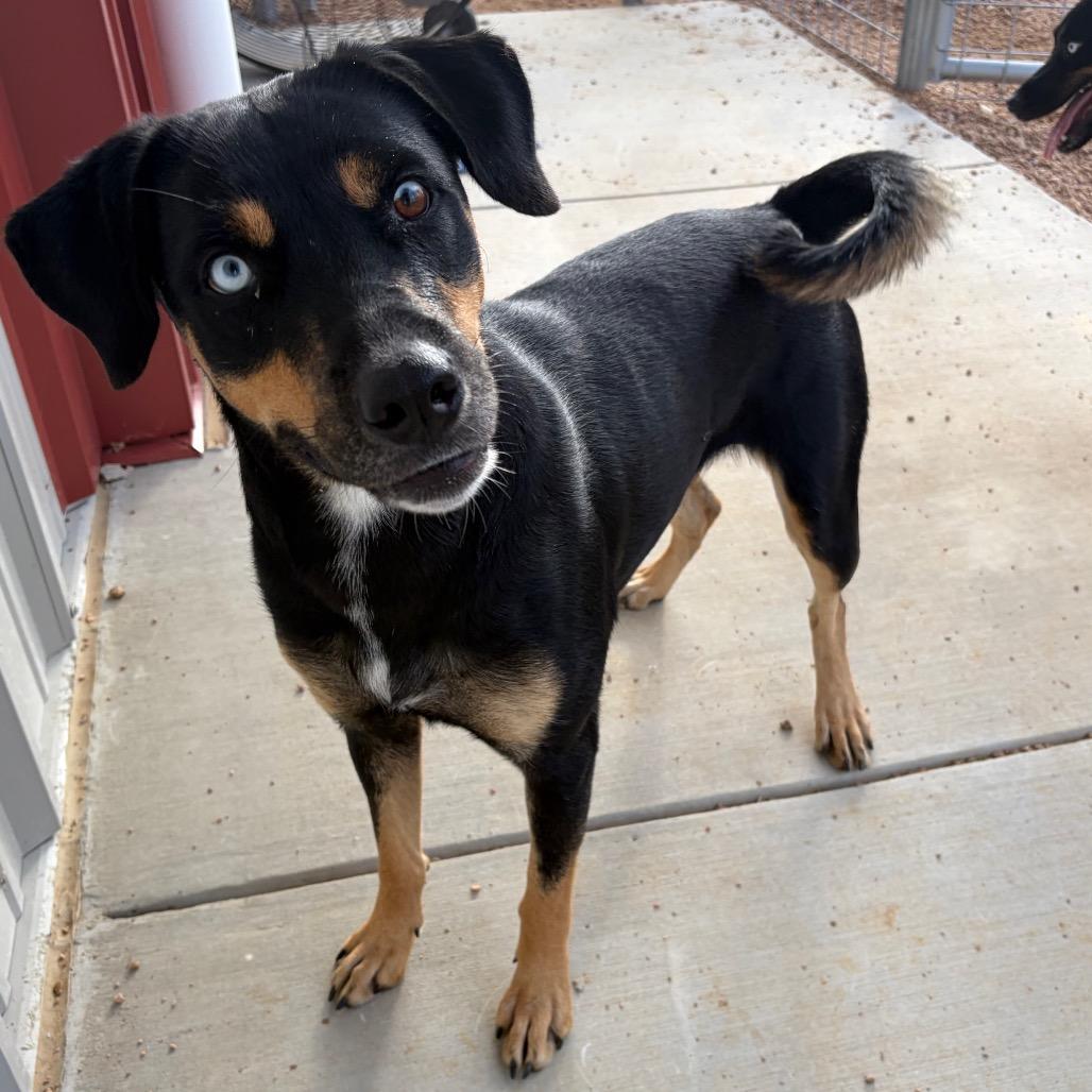 Enlarge Ivy KCAC #715.26, a Adoptable Mixed Breed in Kerrville, TX image 2/6