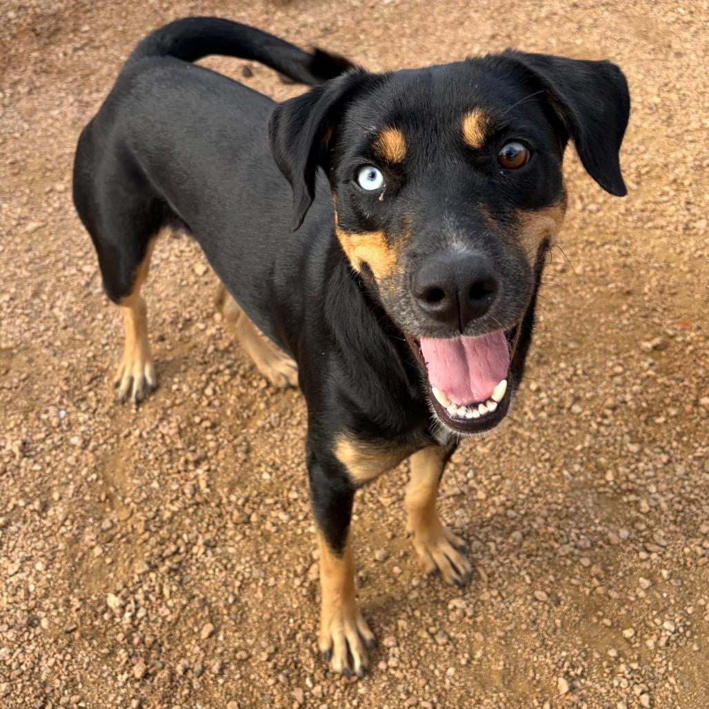 Enlarge Ivy KCAC #715.26, a Adoptable Mixed Breed in Kerrville, TX image 3/6