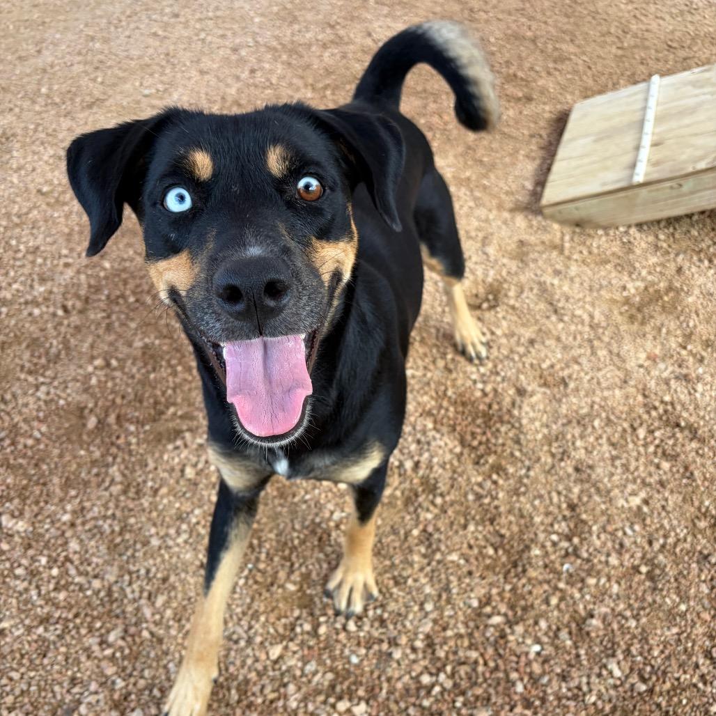 Enlarge Ivy KCAC #715.26, a Adoptable Mixed Breed in Kerrville, TX image 4/6