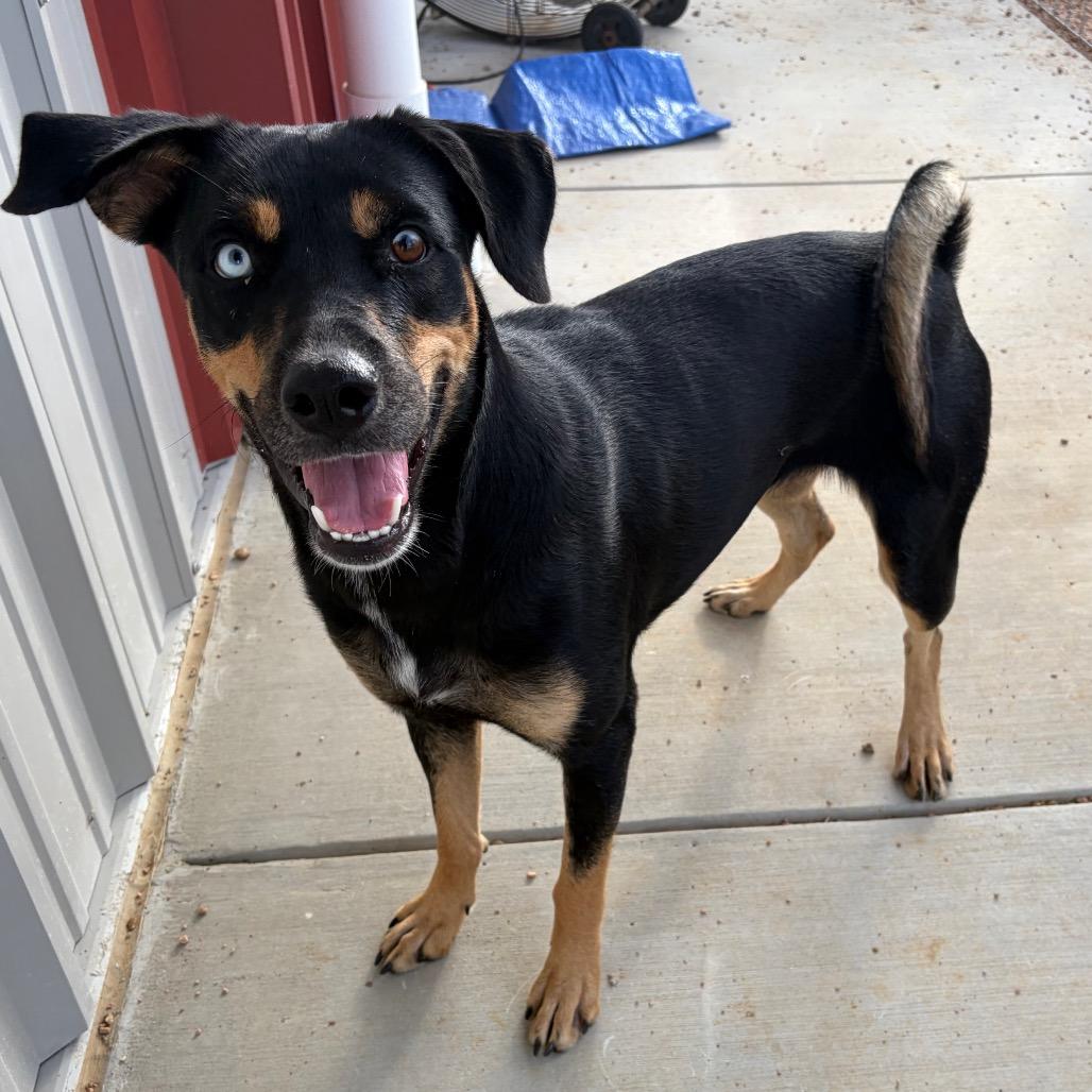 Enlarge Ivy KCAC #715.26, a Adoptable Mixed Breed in Kerrville, TX image 5/6