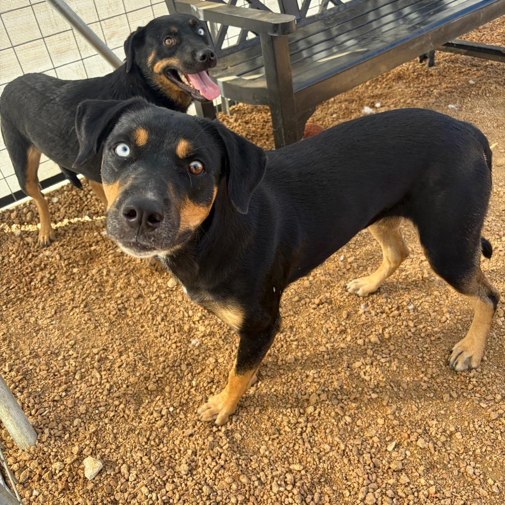 Enlarge Ivy KCAC #715.26, a Adoptable Mixed Breed in Kerrville, TX image 6/6