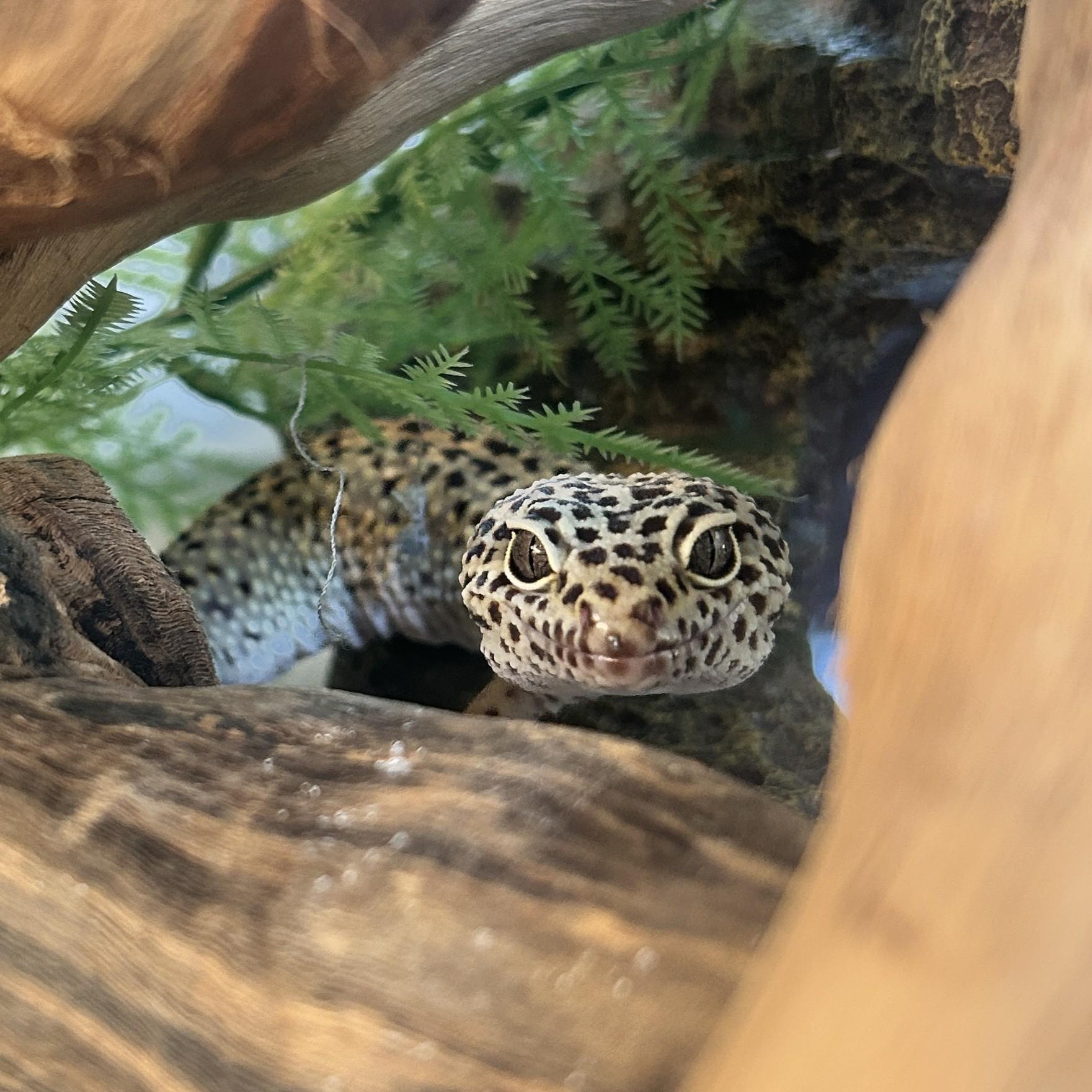 Gravel - Leopard Gecko, Adoptable, Adult Male Gecko.