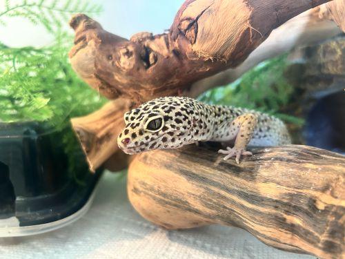 Enlarge Gravel - Leopard Gecko, a Adoptable Gecko in Greenfield, WI image 2/3