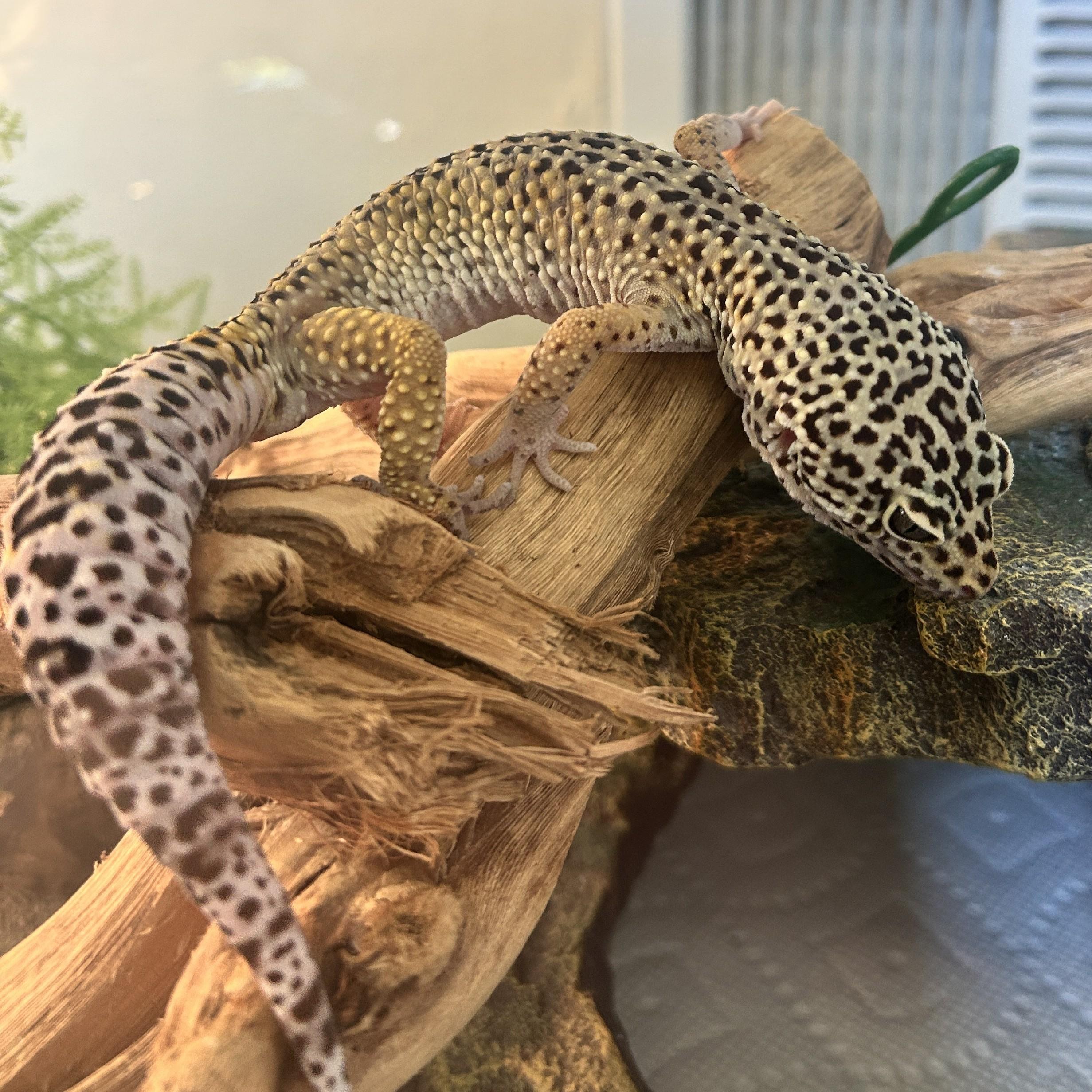 Enlarge Gravel - Leopard Gecko, a Adoptable Gecko in Greenfield, WI image 3/3