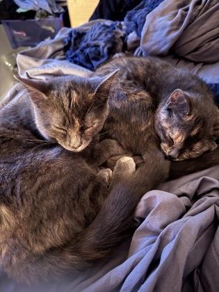 Tortellini, Adoptable, Kitten Female Domestic Short Hair & Domestic Short Hair.