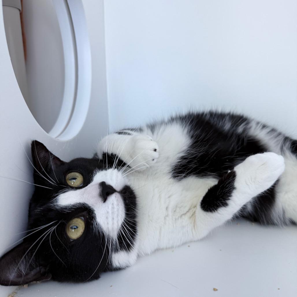 Enlarge Zuki, a Adoptable Domestic Short Hair in Warwick, RI image 1/4