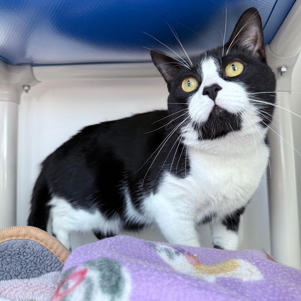 Enlarge Zuki, a Adoptable Domestic Short Hair in Warwick, RI image 2/4